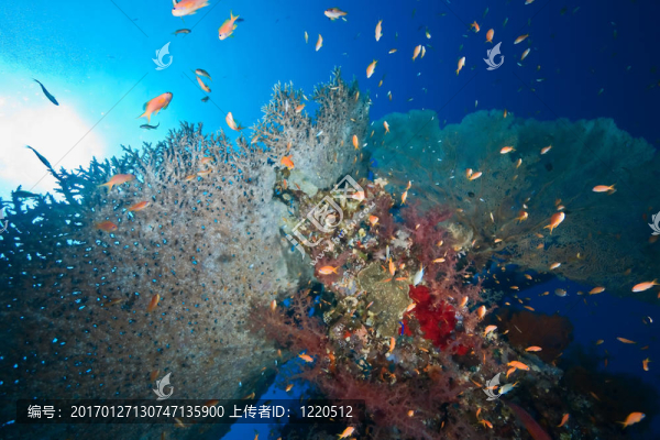 珊瑚和魚