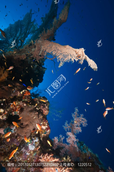 珊瑚和魚-匯圖網(wǎng) www.fosd68.com 珊瑚和魚