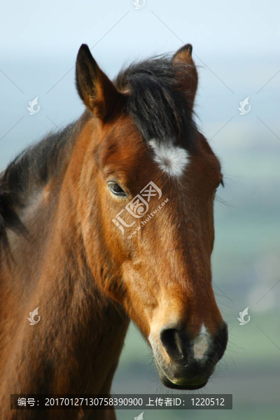 馬