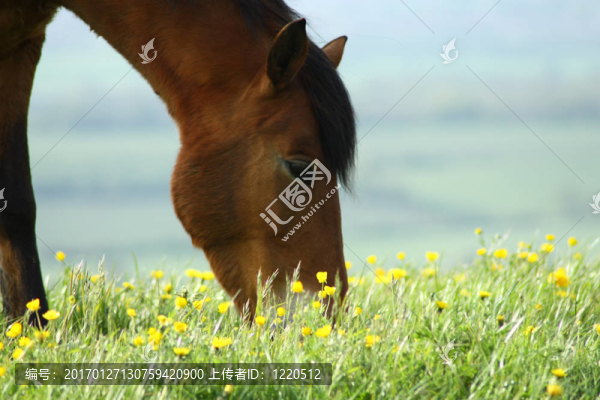 馬