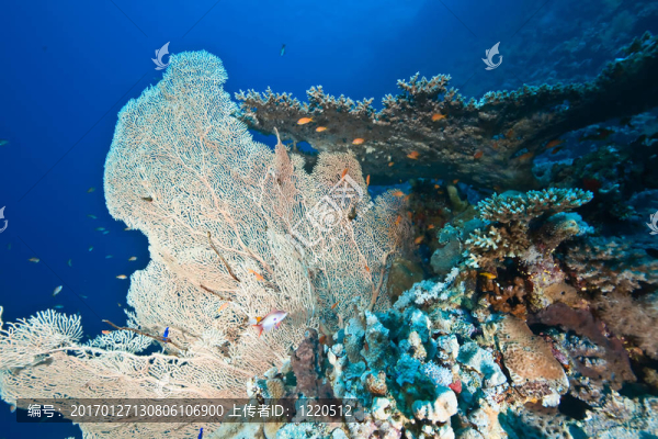 珊瑚和魚