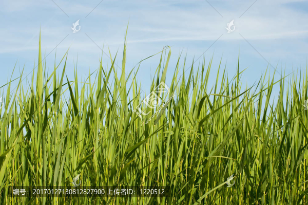 陽(yáng)光下的草