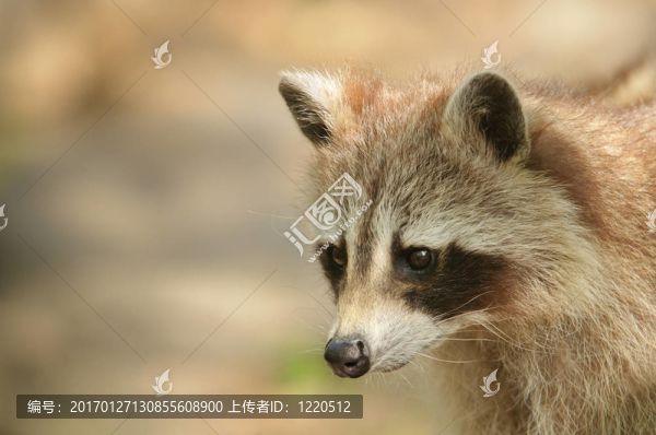 Raccoon的肖像