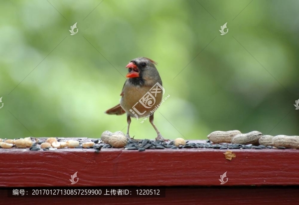 主料2