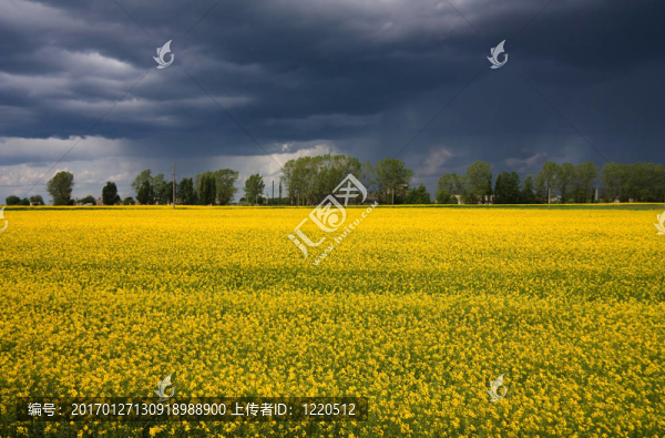 田野上的黃草；風(fēng)暴；雨