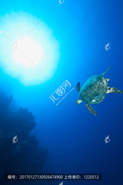 海洋和玳瑁
