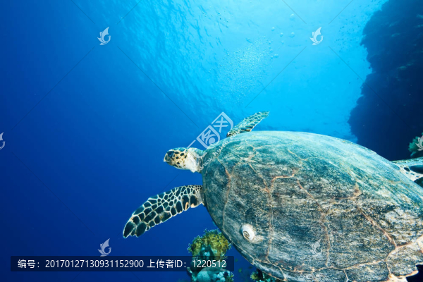 海洋和玳瑁