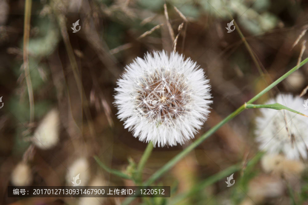 蒲公英花
