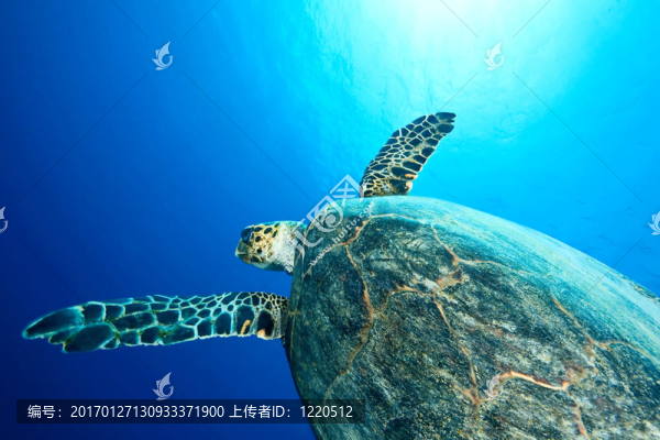 海洋和玳瑁