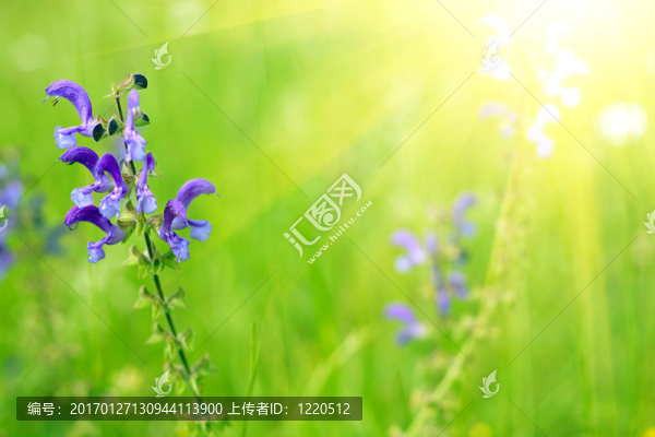 陽(yáng)光下的藍(lán)圣人