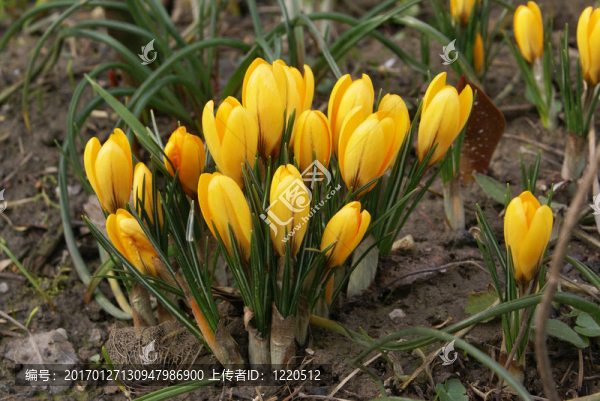 黃番紅花-匯圖網(wǎng) www.fosd68.com 黃番紅花