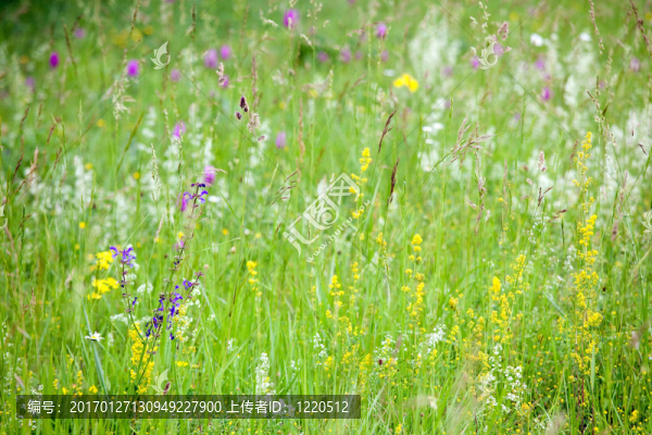 野生草地上的春花