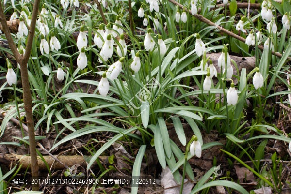 雪花蓮