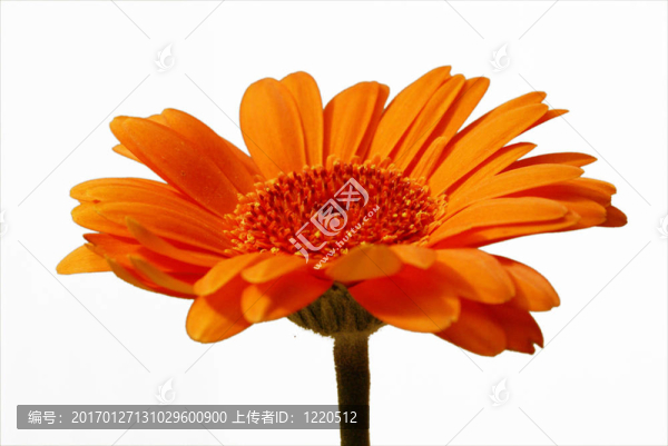 橙色非洲菊