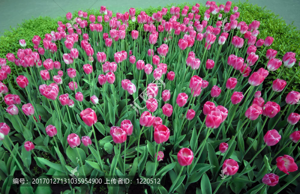 郁金香場(chǎng)-匯圖網(wǎng) www.fosd68.com 郁金香場(chǎng)