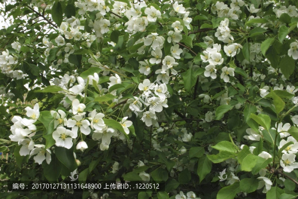 蘋果樹