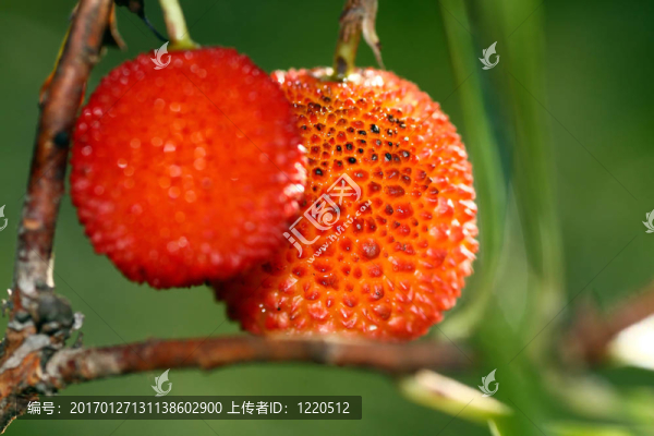 草莓樹的果實(shí)