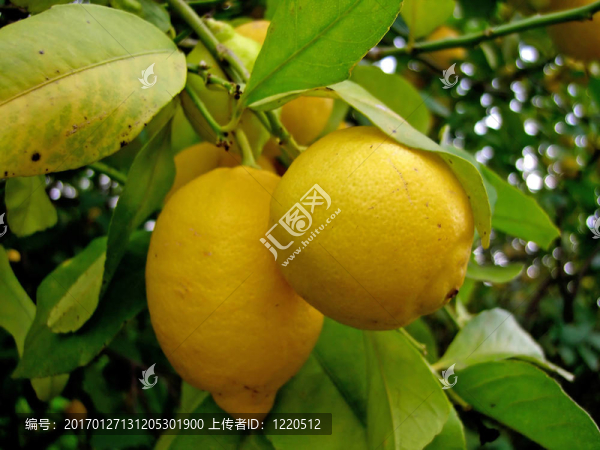 檸檬樹