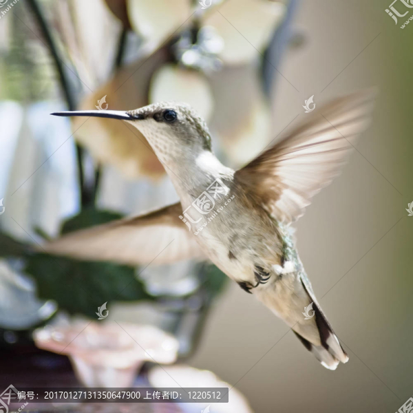 蜂鳥