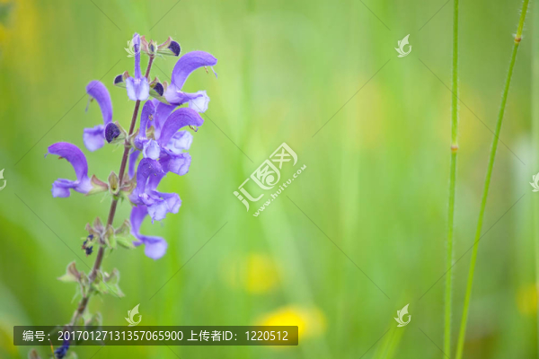 藍(lán)野鼠尾草