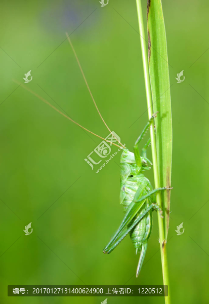 綠色蚱蜢