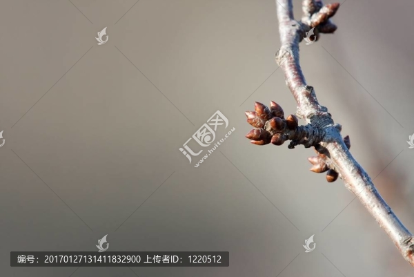 芽