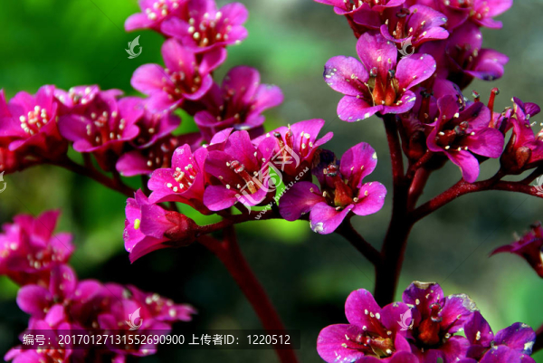 白菜花