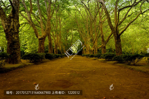 亞速爾群島