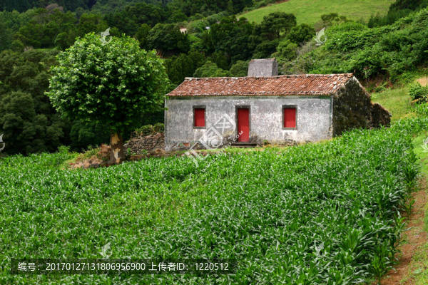 農(nóng)場的房子