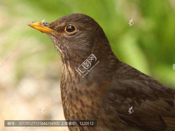 女性的黑鳥