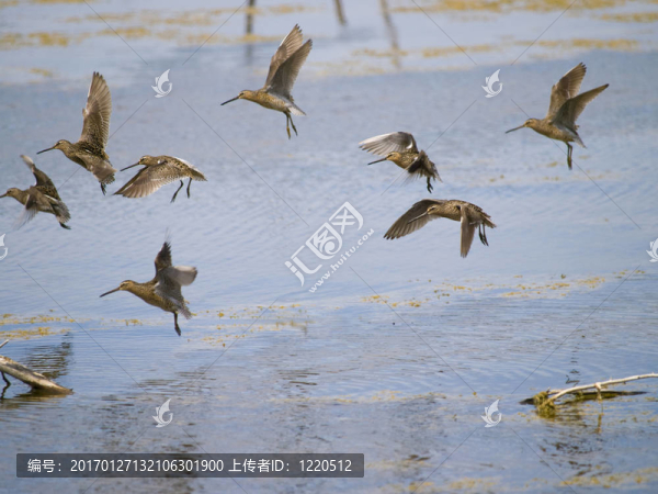 鷸鳥B組