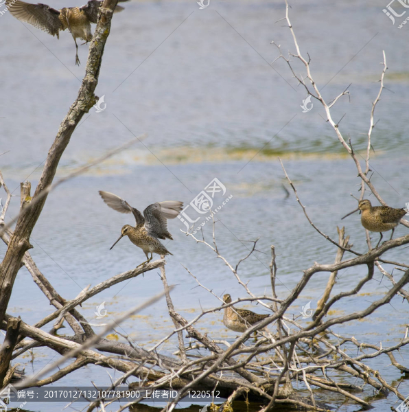 鷸鳥D組