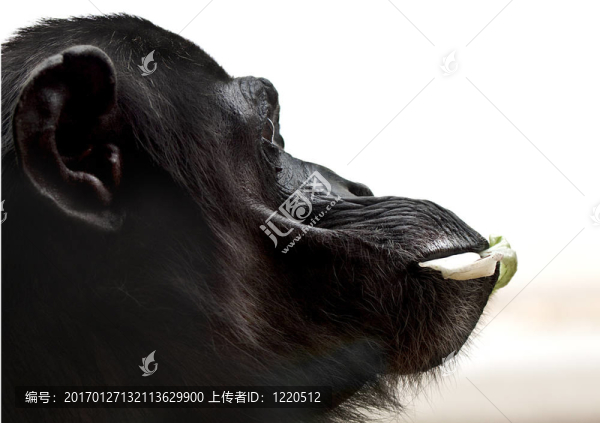 常見的黑猩猩（黑猩猩）