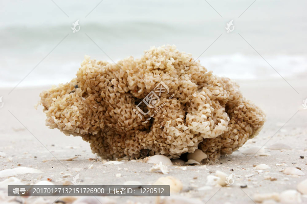 海灘上的海綿