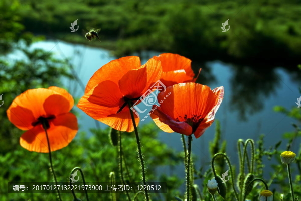 罌粟花（4）