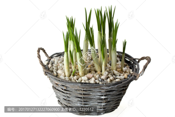 花-匯圖網(wǎng) www.fosd68.com 花