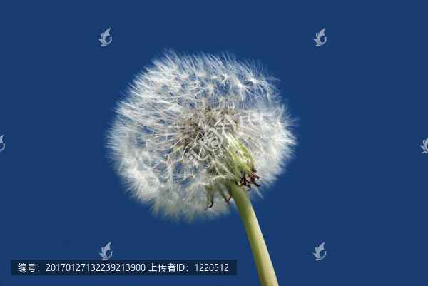 白色蒲公英，藍色的天空