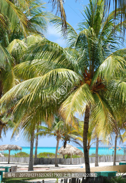 海灘的熱帶風(fēng)光