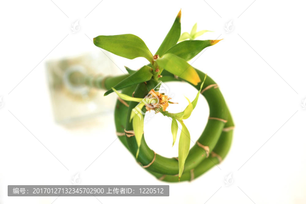 幸運(yùn)竹-匯圖網(wǎng) www.fosd68.com 幸運(yùn)竹