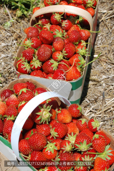草莓在籃子里