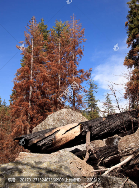 燒焦的樹木森林火災(zāi)后