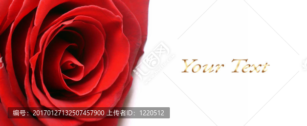 白色背景與紅玫瑰