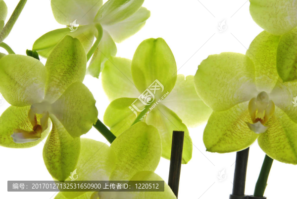 美麗的蘭花