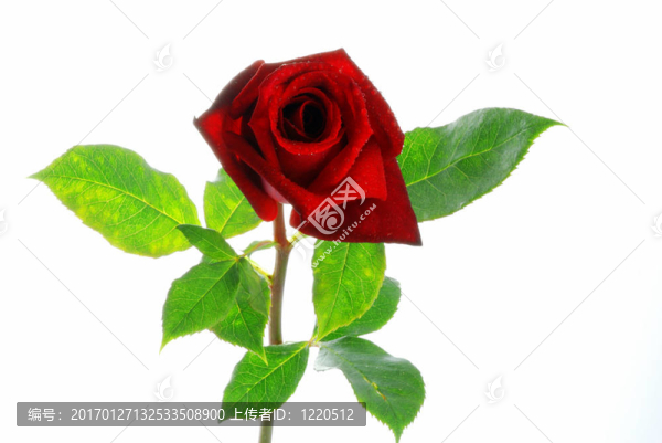 紅玫瑰葉