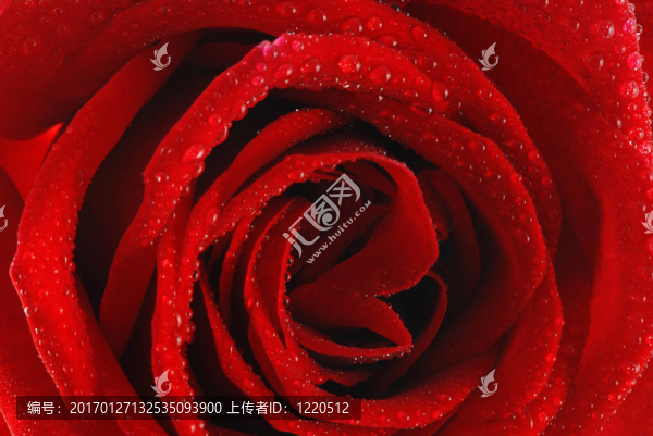 帶露的玫瑰