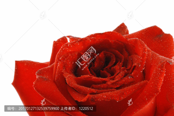 帶露的玫瑰