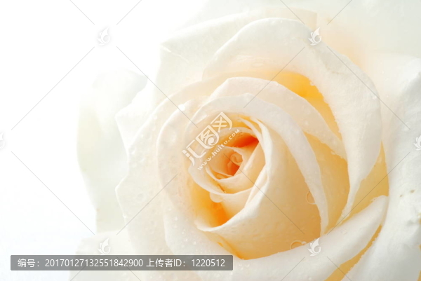 白玫瑰