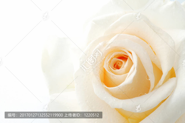 白玫瑰