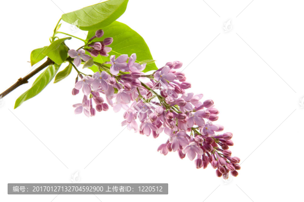 丁香花