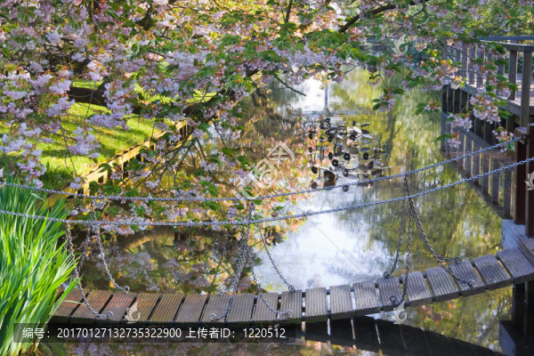 懸念橋和櫻桃樹